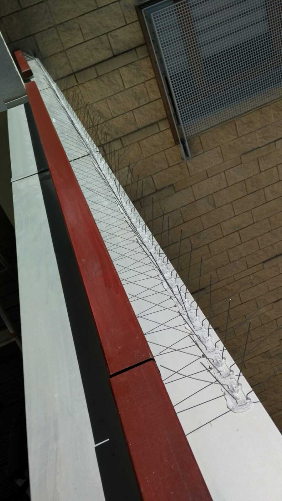 kolce na parapecie Kolce na gołębie zamontowane na parapecie balkonu - zamiast montażu siatki na gołębie.