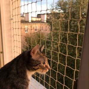 Zabezpieczenie na okna dla kota w Warszawie