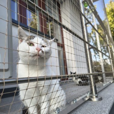 Kot spędzający czas na zabezpieczonym siatką balkonie w Piasecznie
